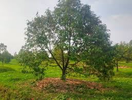 Kebun Durian di Desa Wanakaya