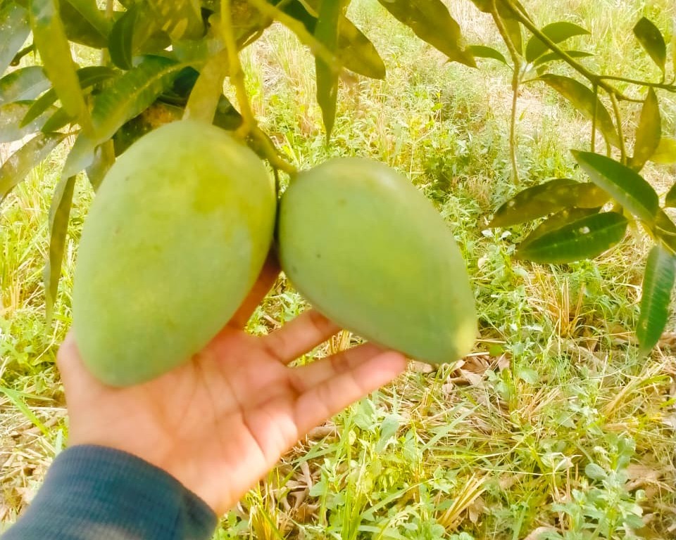 Mangga Indramayu